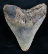 Megalodon Tooth From North Carolina #7945-2